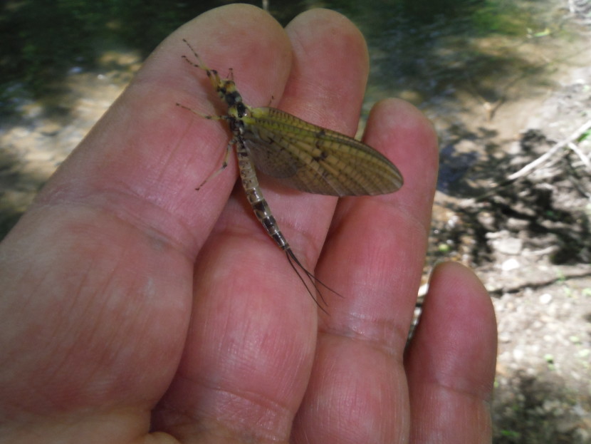 Green drake from the Lugg